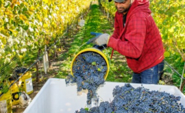 Moldova va spori exportul de vinuri în Belarus