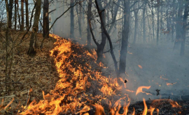 În 2016 incendiile de pădure au provocat prejudicii de 191 de mii de lei 