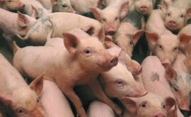 В одном из сел Сорокского района могут объявить карантин изза падежа двух свиней