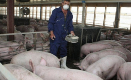 Специалисты подтвердили официально существование очага свиной чумы