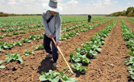 Молдова подпишет с IFAD новое соглашение о финансировании