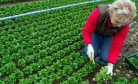 Subvențiile pentru anul 2016 achitate agricultorilor integral 