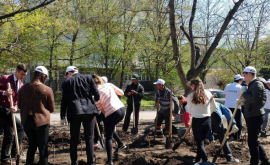 Peste 1000 de voluntari au sădit oxigen în Chișinău