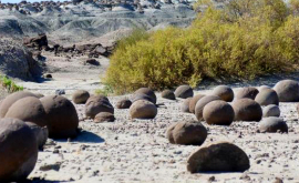 În Argentina au descoperit ouă de dinozaur 