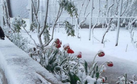 La 22 aprilie temperaturile vor coborî pînă la minus 6 grade