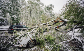 De ce se prăbușesc arborii sănătoși