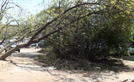 Străzile sînt inundate de arbori căzuţi VIDEO FOTO