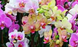 Никогда не разводите в доме орхидеи Их красота опасна