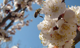 Agricultorii păgubaşi în urma intemperiilor vor primi ajutor financiar