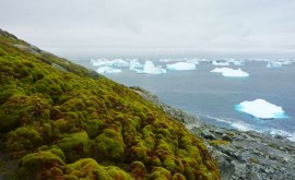 Antarctica se acoperă rapid cu mușchi