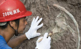 На югозападе Китая обнаружено масштабное скопление окаменелых останков динозавров
