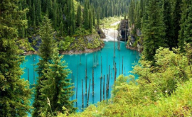 O pădure stranie subacvatică din Kazahstan fascinează turiştii FOTOVIDEO