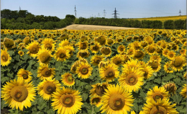 Agricultorii împotriva aprobării Catalogul UE