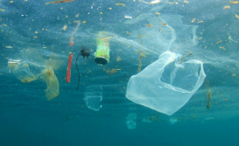 Unele tipuri de pește pe care le mîncăm conțin microparticule de plastic