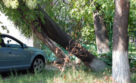 Evacuarea crengilor din Capitală pe ultima sută de metri