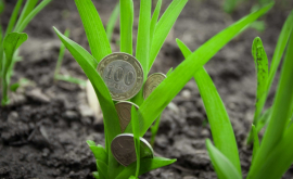 Ce volum de subvenții au primit agricultorii de la începutul anului