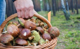 Start sezonului de ciuperci de pădure