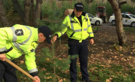 Polițiștii au ieșit la plantat copaci