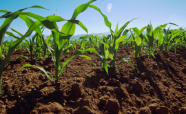 Uşurelu 2017 este un an agricol foarte bun