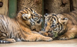 Grădina Zoologică din Praga are două vedete noi