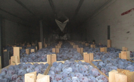 Intrare interzisă în Rusia pentru încă 20 t de prune din Moldova