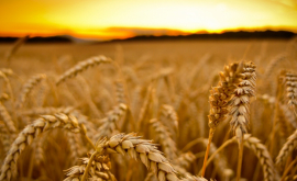 Anul 2017 a fost unul bun pentru agricultură