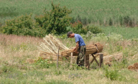 Angajarea cu ziua a muncitorilor sub un control mai strict