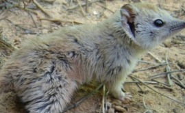 Un animal considerat dispărut a fost redescoperit VIDEO