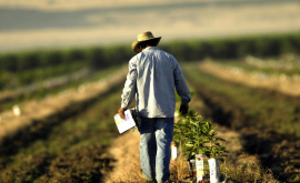 Agricultorii îngrijoraţi din cauza temperaturilor ridicate din această iarnă