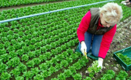 Transnistrenii vor fi învățați să facă agricultură ecologică