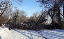 Одну из столичных улиц перегородило упавшее дерево ФОТО