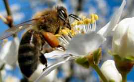 Для чего НАСА пчелыроботы