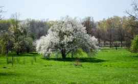 Cum arată Grădina Botanică la un an de la ninsorile din aprilie FOTO 