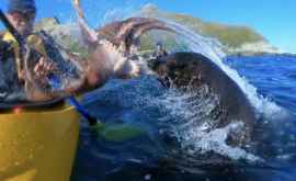 Тюлень ударил мужчину осьминогом ВИДЕО