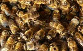 Что можно лечить пчелиным ядом Эффект невероятный