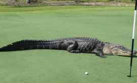 Un aligator uriaș șia făcut apariția pe un teren de golf din Florida VIDEO