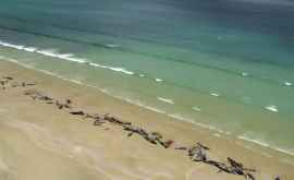 145 дельфинов выбросились на берег в Новой Зеландии