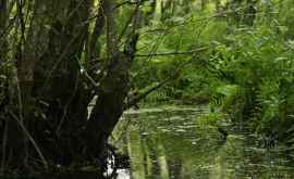 В США нашли радужное болото ФОТО