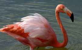 Un flamingo a fost văzut în apropiere de Moldova