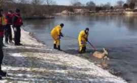 Căprioară salvată de pompieri de pe gheața subțire a unui iaz VIDEO