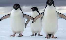 Злоумышленники украли пингвинов находящихся на грани исчезновения