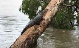 Crocodilii se plimbă în voie pe străzile unui oraș din Australia