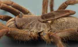 Oamenii de știință au descoperit o nouă specie de păianjeni