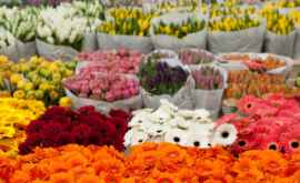 Мнение Кишиневу нужно больше киосков для продажи цветов 