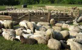 На овцеводческих фермах началась подготовка к Пасхе