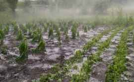 Cît de mult vor avea de suferit culturile agricole de pe urma ploilor