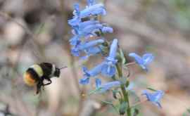 Sosirea mai devreme a primăverii face ca plantele să înflorească mai repede decît apar insectele polenizante