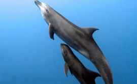 Самка дельфина усыновила сироту другого вида