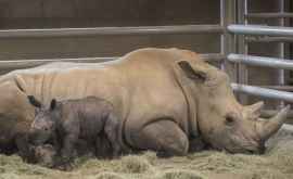 Самка южного белого носорога родила с помощью искусственного оплодотворения