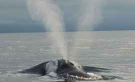 2 cеверных гладких китов погибли за последние два месяца